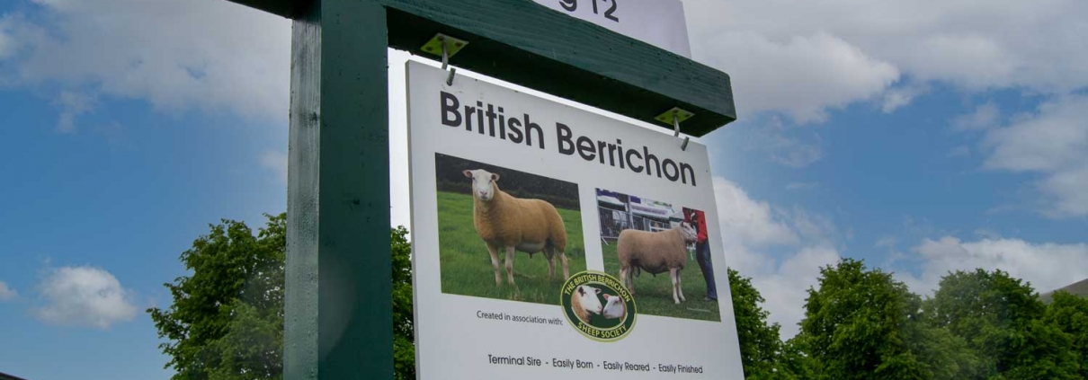 About The British Berrichon