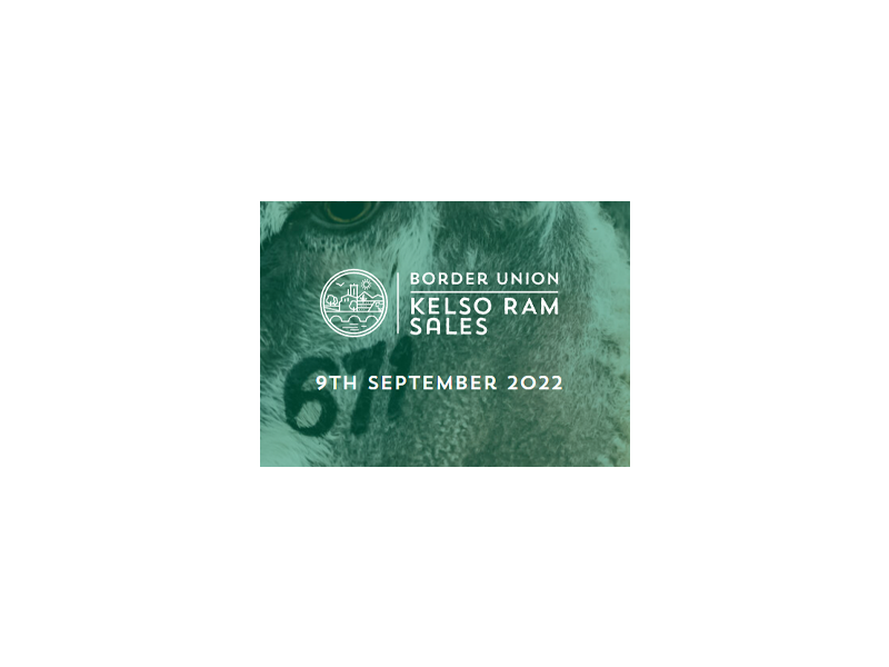 Kelso Ram Sale