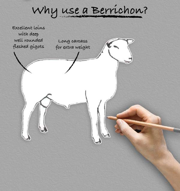 Why Use A Berrichon?