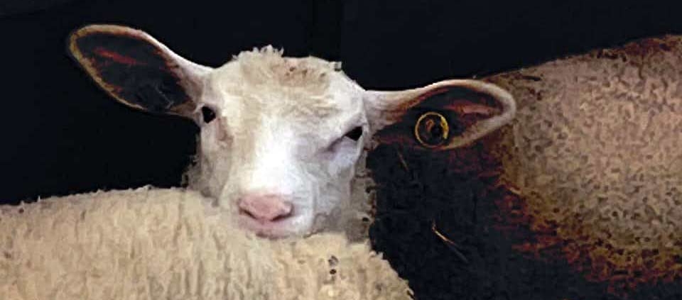 British Berrichon Sheep Society Photo Competition Winner March 2022
