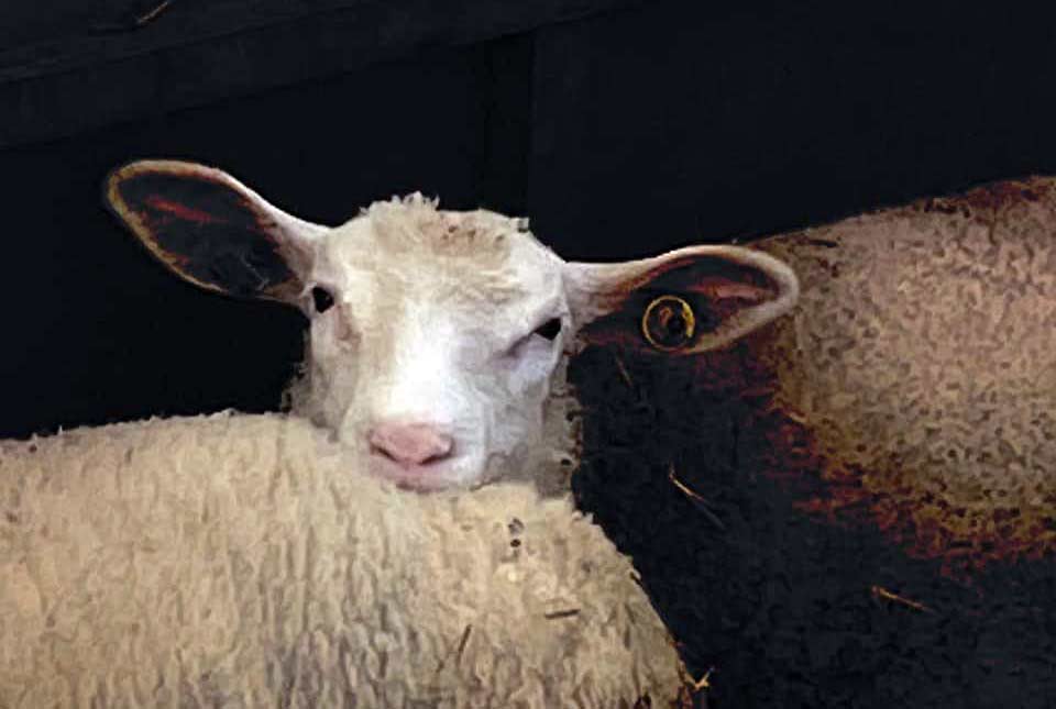 British Berrichon Sheep Society Photo Competition Winner March 2022