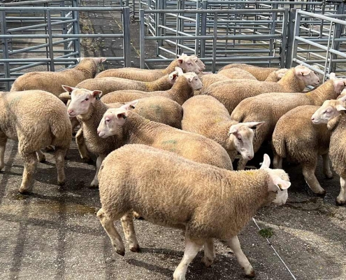 Louth Livestock Market - April 2022 - Berrichon Sheep