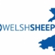 NSA Welsh Sheep 2023