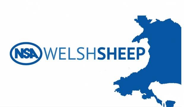 NSA Welsh Sheep 2023
