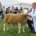 The Balmoral Show 2024 was a grand showcase for the British Berrichon Sheep Society, featuring an impressive array of entries and high-quality competition.
