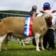 Royal Three Counties Show 2024, Supreme Champion - Yarburgh Wright