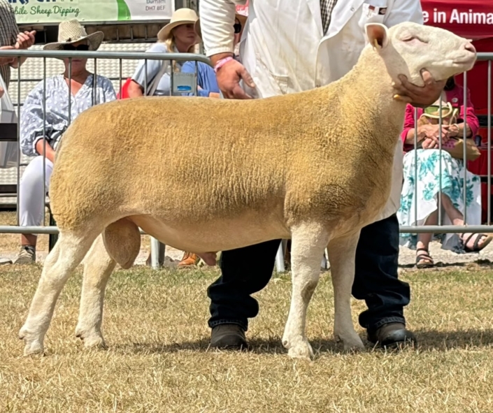 Great Yorkshire Show 2026 – Champion