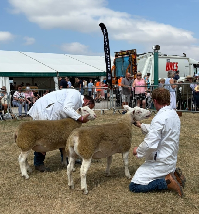 Great Yorkshire Show 2026 – Group of Two R Bett