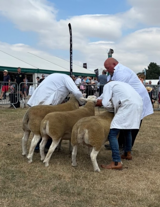 Great Yorkshire Show 2026 Group three R Bett