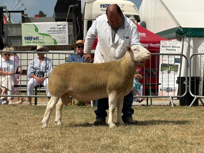 Great Yorkshire Show 2026 – Shearling Ram R Bett